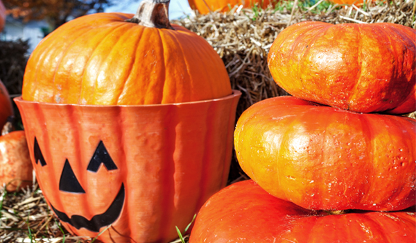 pumpkins at Barrie Hill Farms