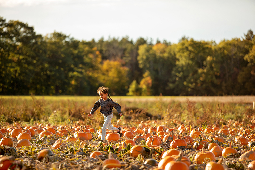 Pumpkin Picking