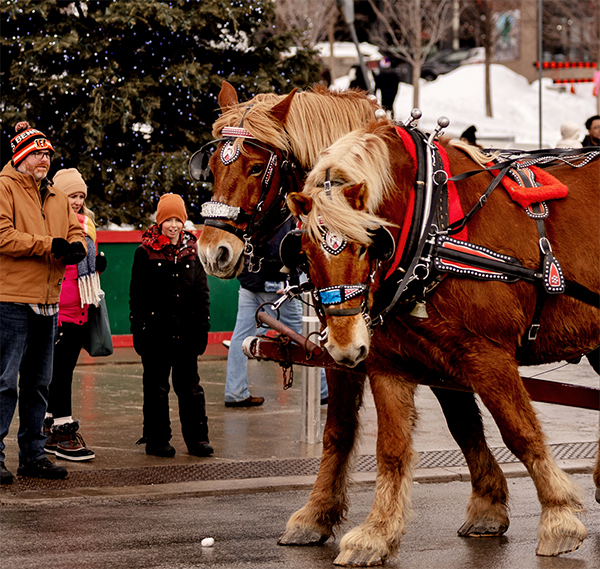 Winterfest_Horsedrawnwagon