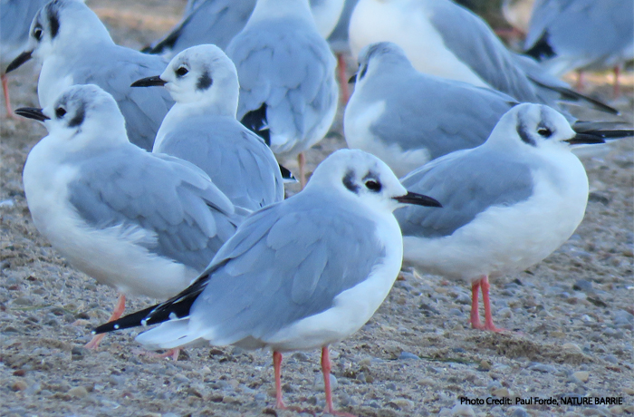 Birding in barrie